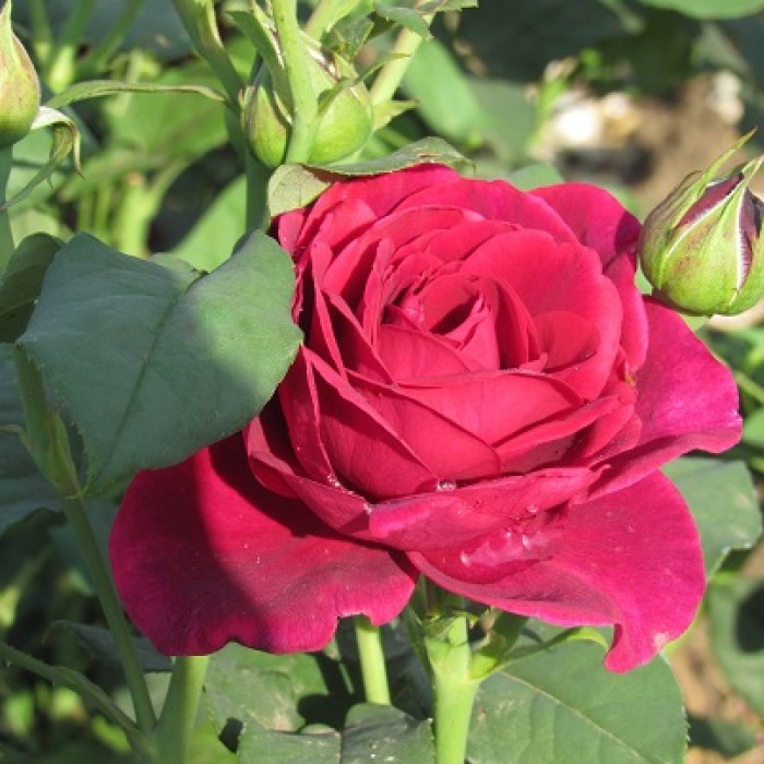 Роза графиня фон харденберг astrid grafin von hardenberg роза